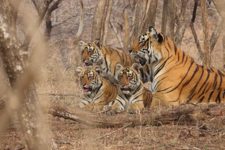 From Jaipur: Ranthambore Tiger Safari Sharing Gypsy & Canter Tour with Car, Guide and Entrance