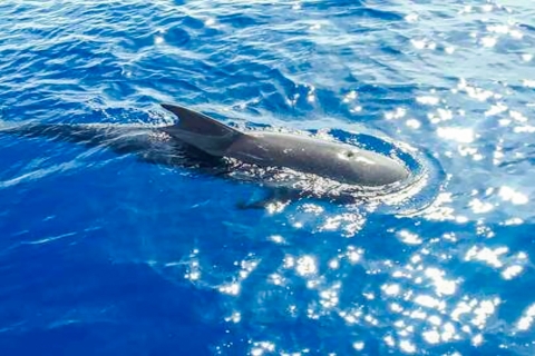 Los Gigantes : croisière d'observation des baleines et des dauphins avec déjeunerExcursion partagée avec un maximum de 10 personnes