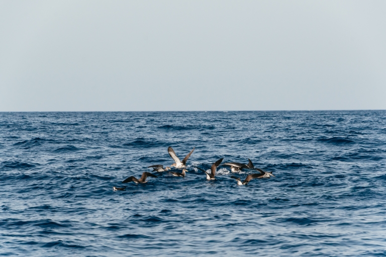 Lanzarote: crucero de 2,5 h al atardecer y con delfines