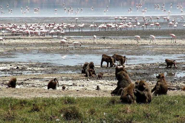 Lake Nakuru & Naivasha National Park Wildlife Highlights