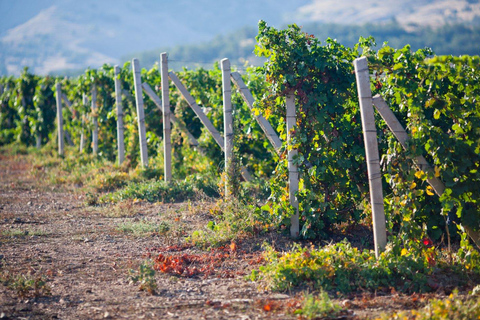 Tour de Cata de Pisco y Vino - Embarcándote en la Ruta del Pisco