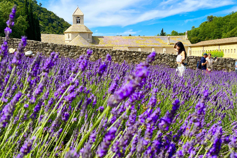 Z Awinionu: lawendowa wycieczka do Valensole i SaultZ Awinionu: całodniowa wycieczka po Valensole