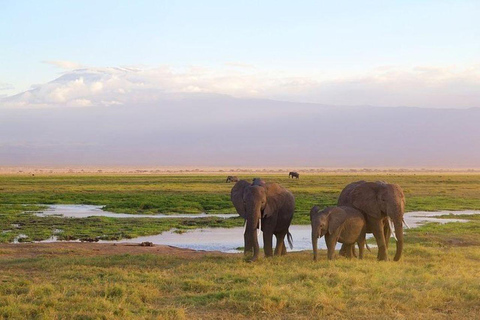 Excursão nocturna ao Parque Nacional Amboseli a partir de Nairobi