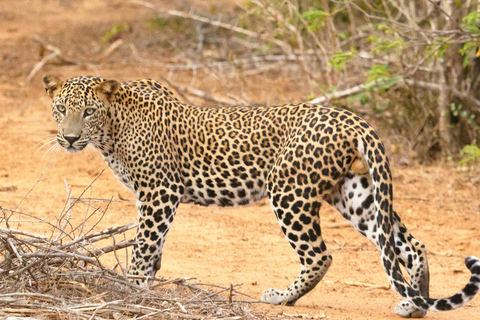 From Bentota: All Inclusive Yala National Park Jeep Safari Mirissa/Weligama/Matara/Tangalle: Yala Leopard Safari