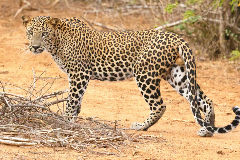From Bentota: All Inclusive Yala National Park Jeep Safari Mirissa/Weligama/Matara/Tangalle: Yala Leopard Safari