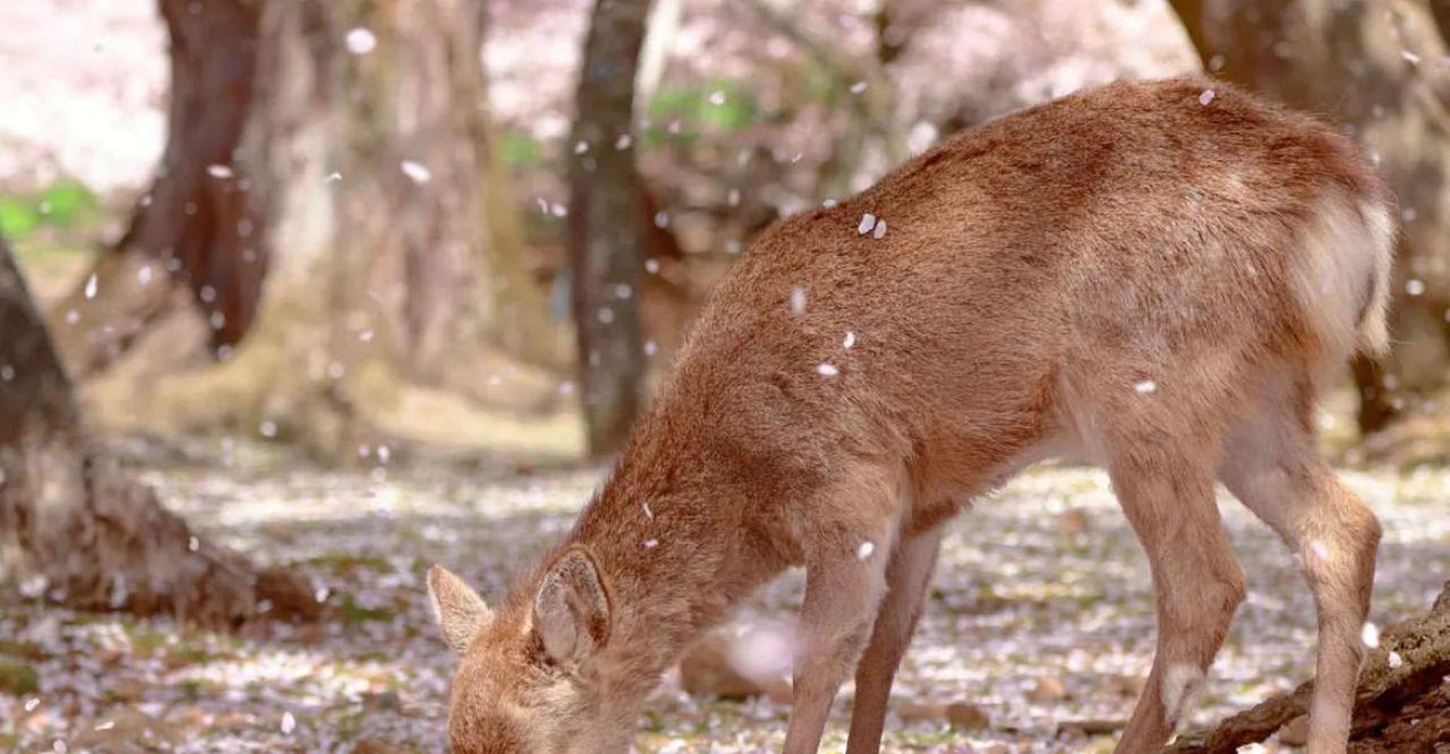 Kyoto/Osaka: Nara, Fushimi Inari Taisha, Arashiyama Bus Tour photo 5