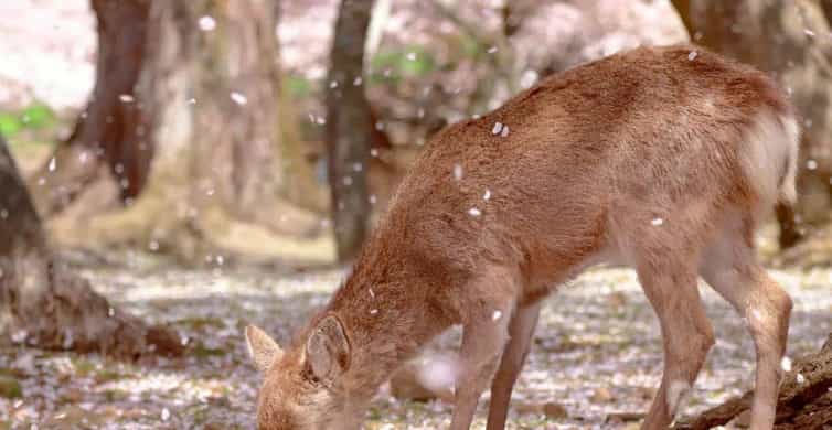 Kyoto/Osaka: Nara, Fushimi Inari Taisha, Arashiyama Bus Tour photo 5