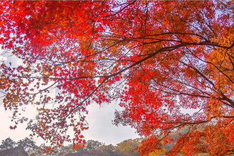 Naejangsan: Hoogtepunt van een Koreaanse herfst dagtrip vanuit SeoulRetourvlucht vanaf Myeongdong Station Exit 3
