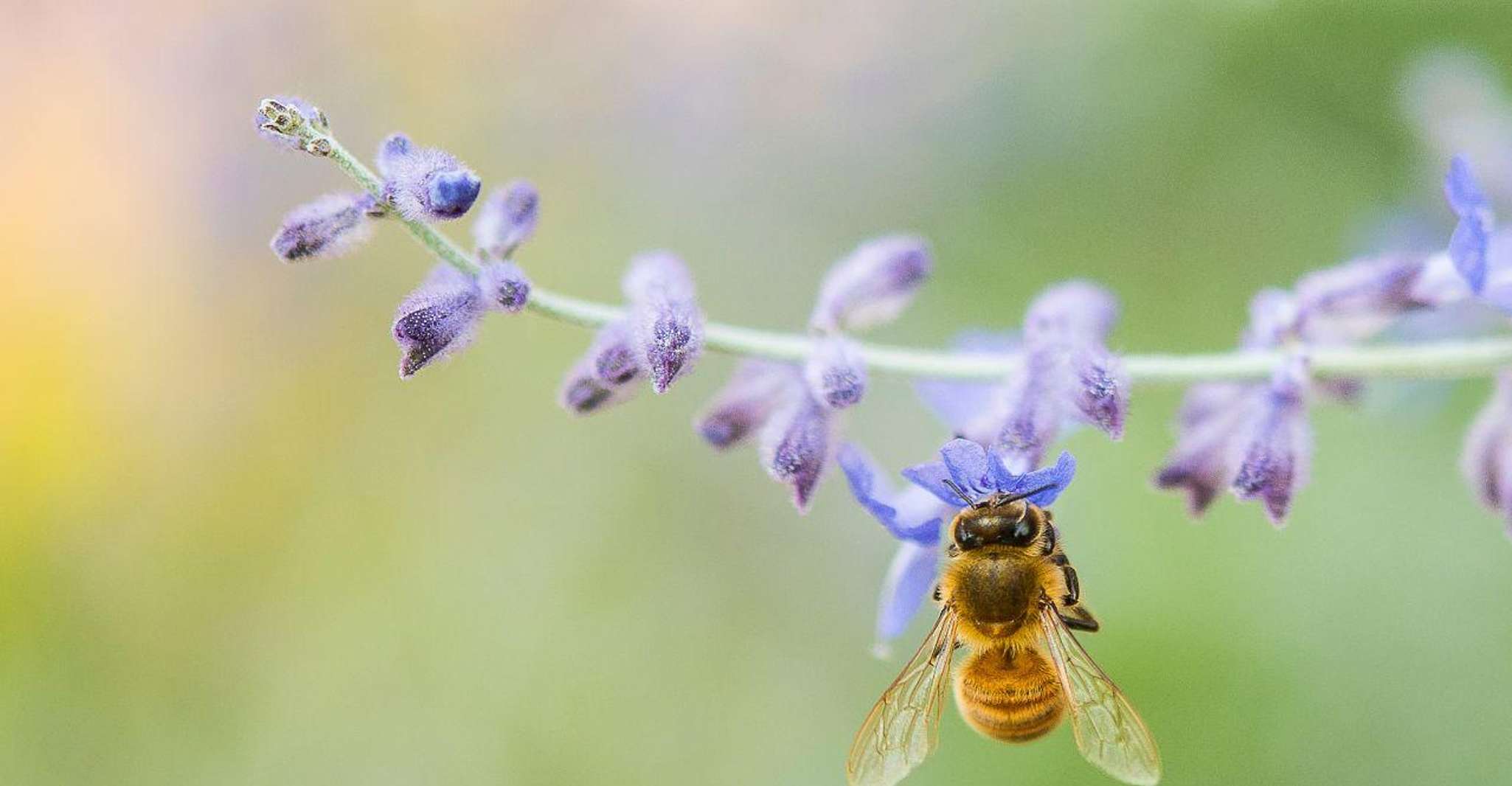 Oristano, Discover the Products of the Beehive - Housity