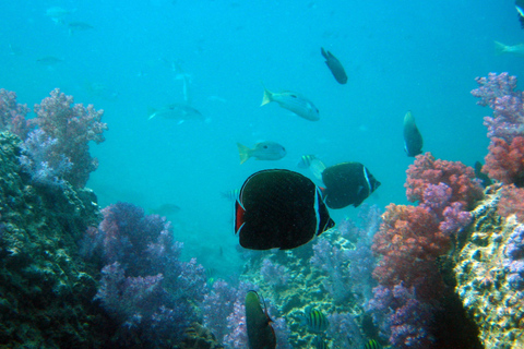 Voyage de plongée sous-marine dans les îles DimaniyatPlongée sous-marine dans les îles Dimaniyat