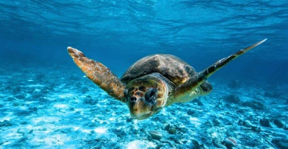 Zakynthos: Chelononissos & Keri Caves Glass-bottom boat tour
