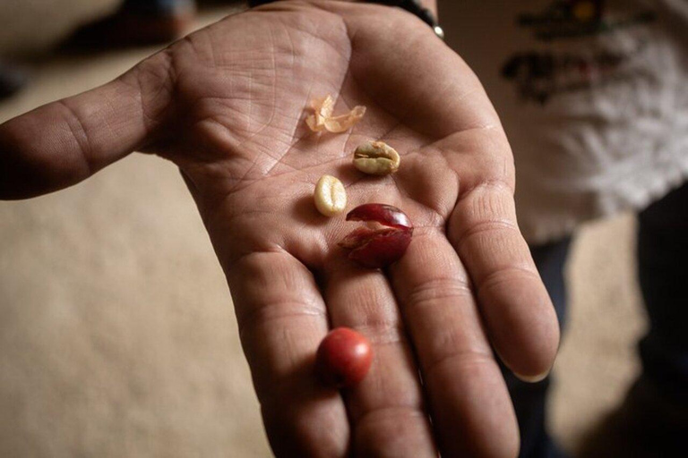 Coffee Tour from Medellin with Lunch and Coffee Tasting