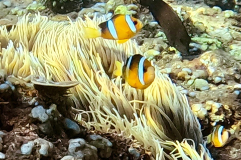 Lombok: Private Gili Islands Snorkeling Experience