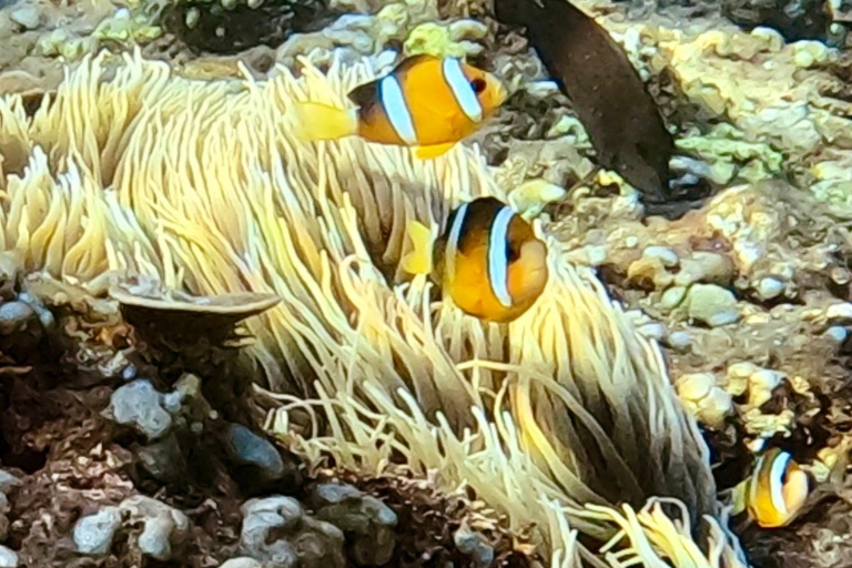 Lombok: Private Gili Islands Snorkeling Experience