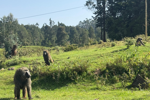 Addis Abeba: Tagestour in den Menagesha Suba Forest mit Guide