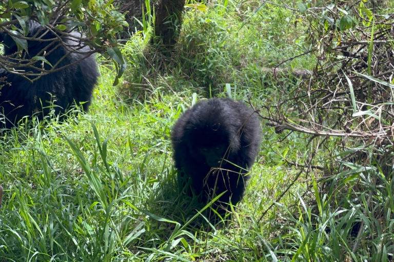 4 Day Rwanda Wildlife Safari & Gorilla Trekking Trip
