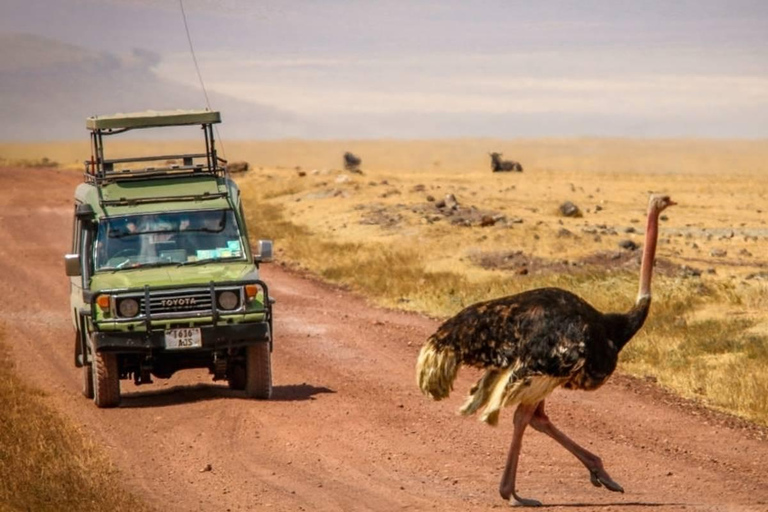 Tanzania: 10-Day Safari with Tarangire, Serengeti