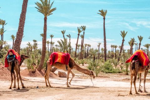 Marrakech : 1/2 journée de quad et dromadaire dans le désert