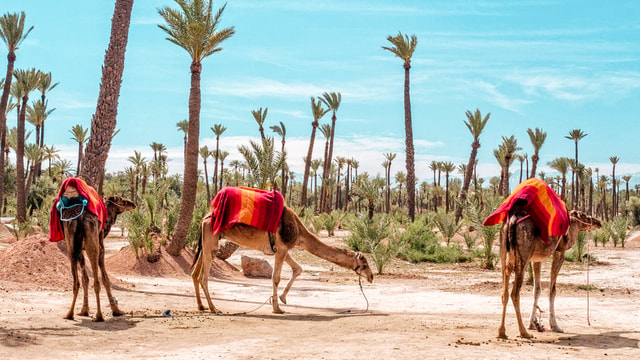 Marrakech: Half-Day Desert Quad Tour with Camel Ride