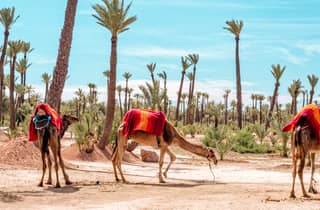 Marrakech: Tour di mezza giornata nel deserto in quad con giro in cammello