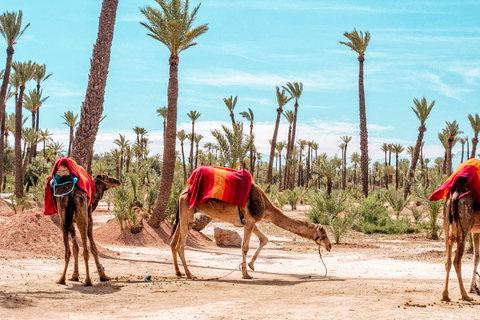 Marrakech: Tour di mezza giornata nel deserto in quad con giro in cammello