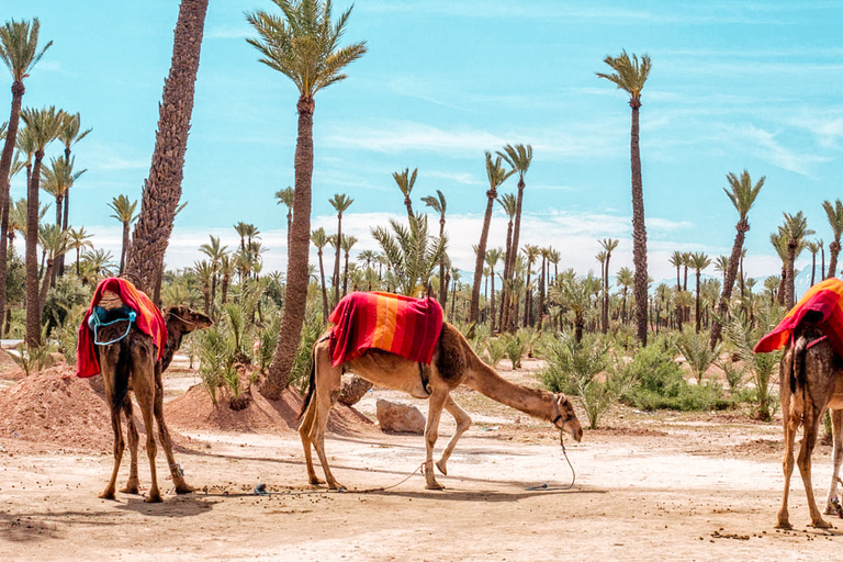 Marrakech: Excursão de meio dia em um quadriciclo no deserto com passeio de camelo