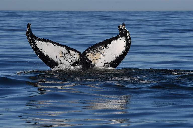 Yzerfontein: Expedition för observation av knölvalar