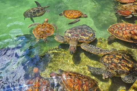 Schwimmen mit Schildkröten im Naturaquarium