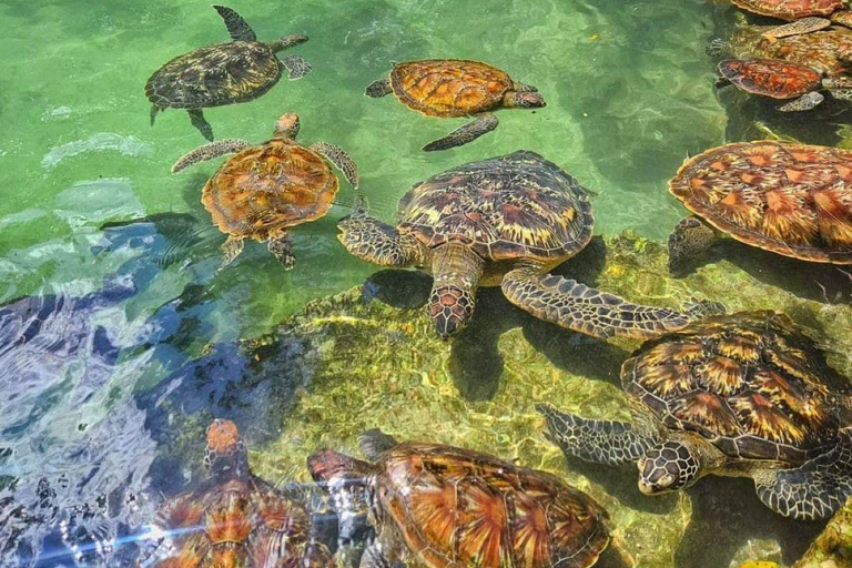 Acuario de Nungwi para nadar con tortugas marinas