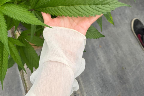 Private Medellín Cannabis Culture Tour with Lunch & Tasting