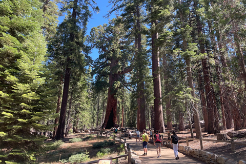 Yosemite, Séquoias géants, visite privée depuis San FranciscoYosemite privé, séquoias géants, depuis San Francisco