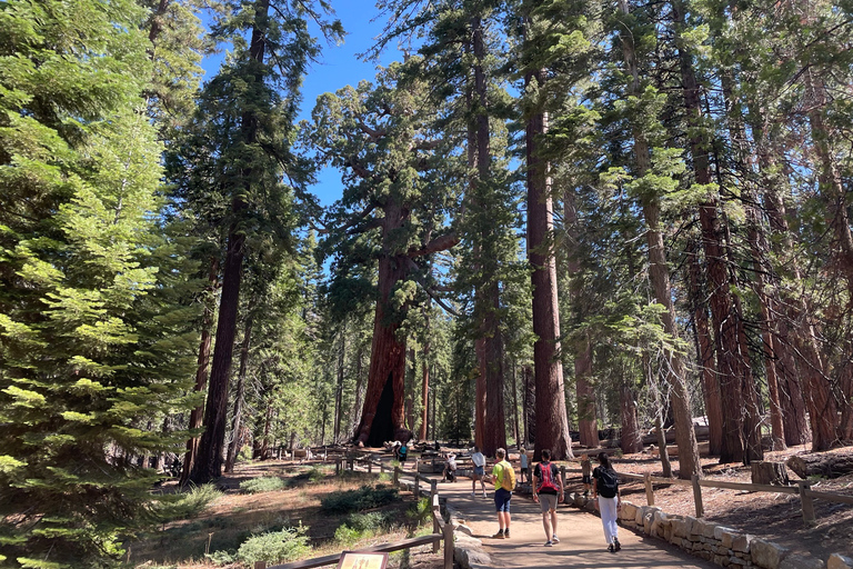 Yosemite, Séquoias géants, visite privée depuis San FranciscoYosemite privé, séquoias géants, depuis San Francisco