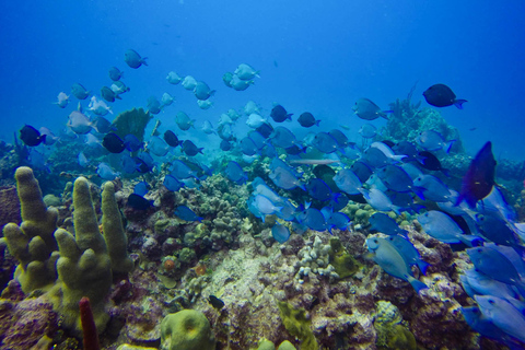 Avventura subacquea a Catalina La parete e l&#039;acquario