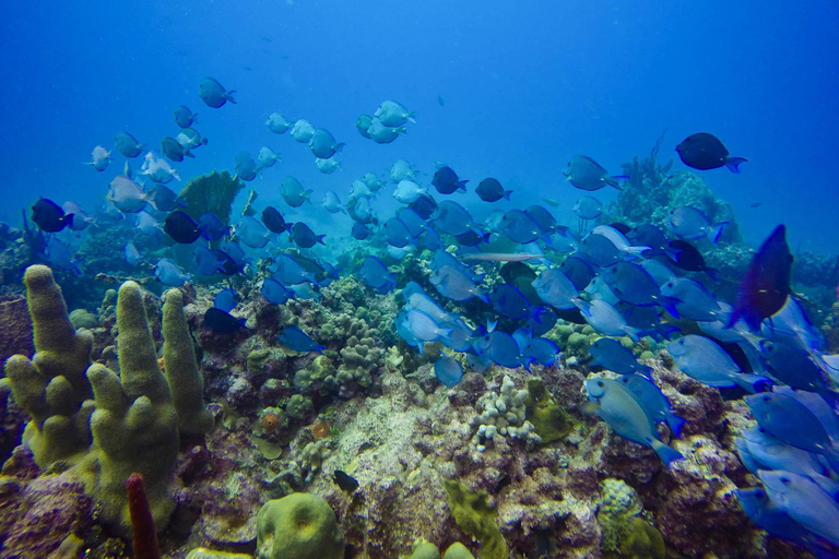 Aventura de submarinismo en Catalina El Muro y el Acuario