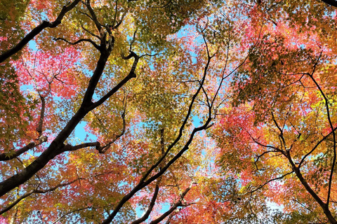 Osaka : Visite guidée du temple Katsuo-ji (Feuilles d&#039;automne)