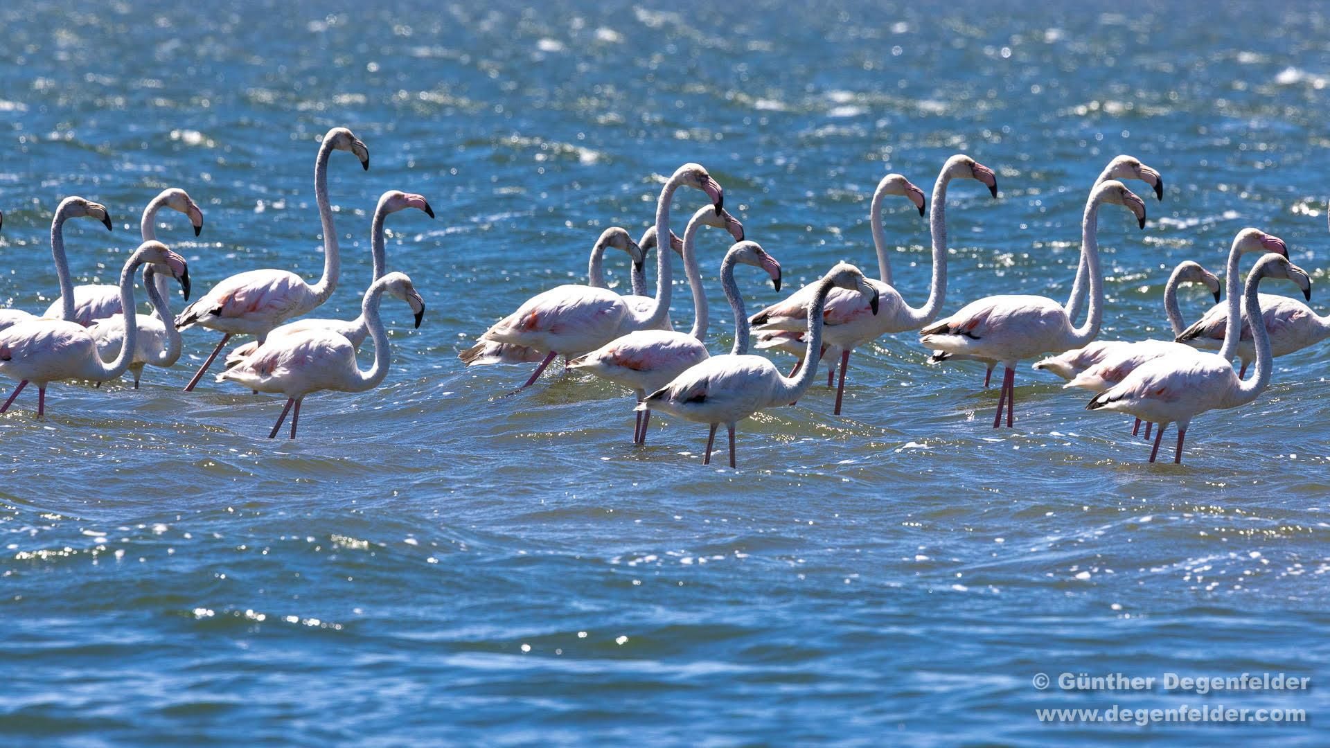 Vogelbeobachtung mit Solarboot Aveiro-Lagune