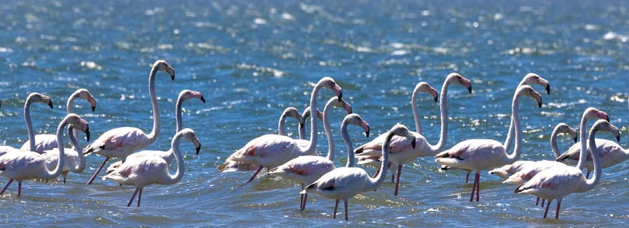 Observation des oiseaux en bateau solaire dans la lagune d'Aveiro