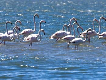 Passeio de barco solar para observação de aves na Lagoa de Aveiro