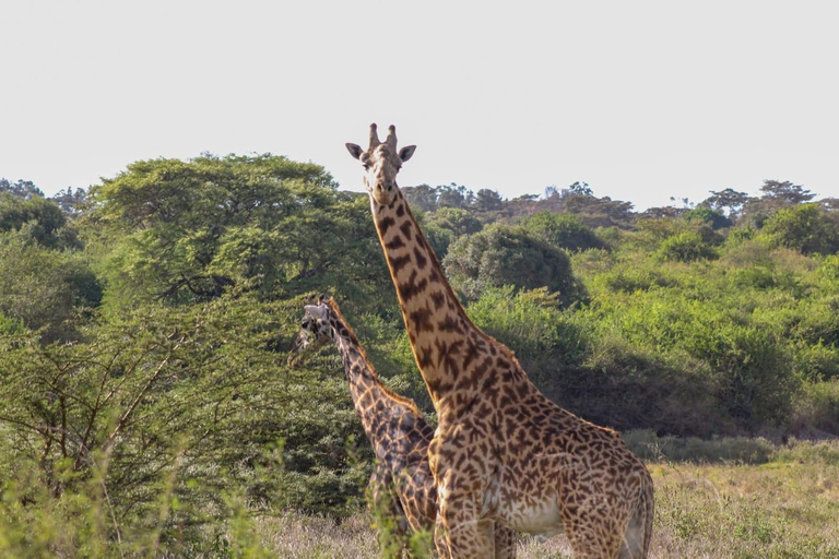 Naivasha: Hell’s Gate National Park & Geothermal Spa Tour