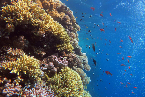 Sharm: Ras Mohamed & White Island Snorkeling, Diving & Lunch Option: Snorkeling with 1 Dive