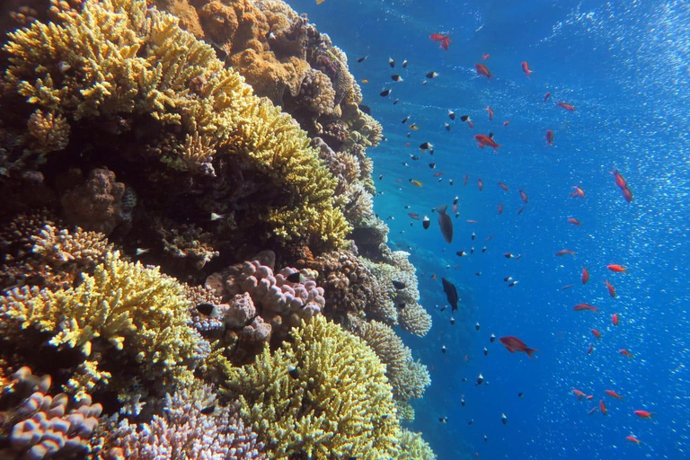 Sharm: Ras Mohamed & White Island Snorkeling, Diving & Lunch Option: Snorkeling with 1 Dive