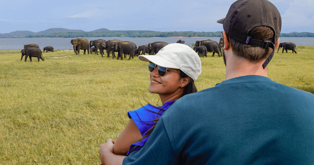 Minneriya National Park Half Day Sri Lanka Jeep Safari | GetYourGuide