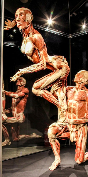 Corpus Leiden Vs Body Worlds Amsterdam – MRQOI