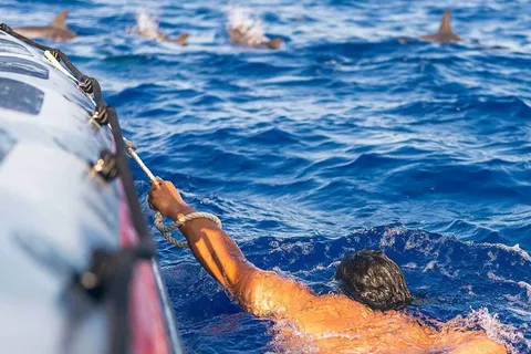 Funchal : Croisière d'observation des baleines et de nage avec les dauphins