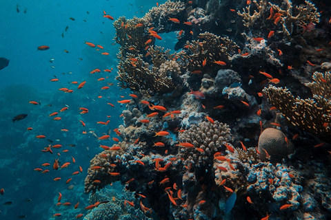 Plongée avec masque et tuba dans la mer Rouge avec équipement et transfert gratuitPlongée avec masque et tuba dans la mer Rouge avec kits et transfert gratuit