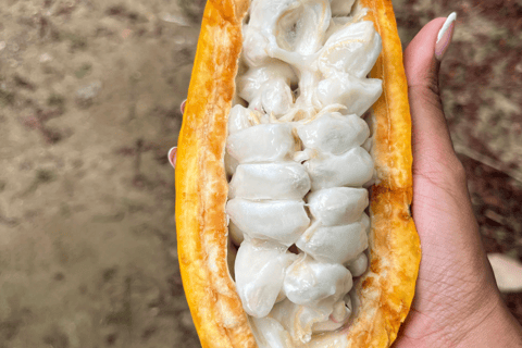 Santa Marta : excursion en paddleboard sur la rivière Don Diego et visite d'une chocolaterieSanta Marta : excursion en paddleboard sur la rivière Don Diego et dégustation de cho