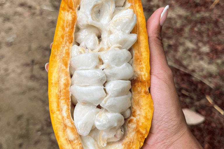 Santa Marta : excursion en paddleboard sur la rivière Don Diego et visite d'une chocolaterieSanta Marta : excursion en paddleboard sur la rivière Don Diego et dégustation de cho