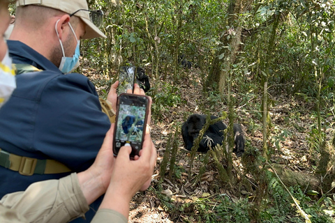 3-Day Congo (DRC) Lowland Gorilla Tracking from Rwanda English