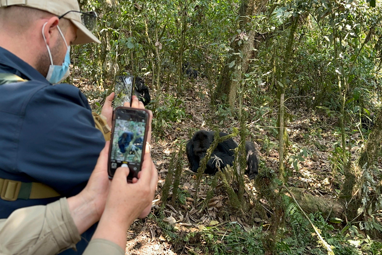 3-Daagse Congo (DRC) Lowland Gorilla Tracking vanuit Rwanda