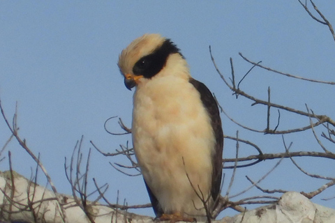 Birdwatching excursion 1.5 hours Tambopata Corridor
